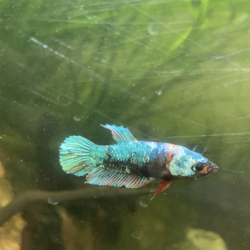 Betta femelle / combattant femelle