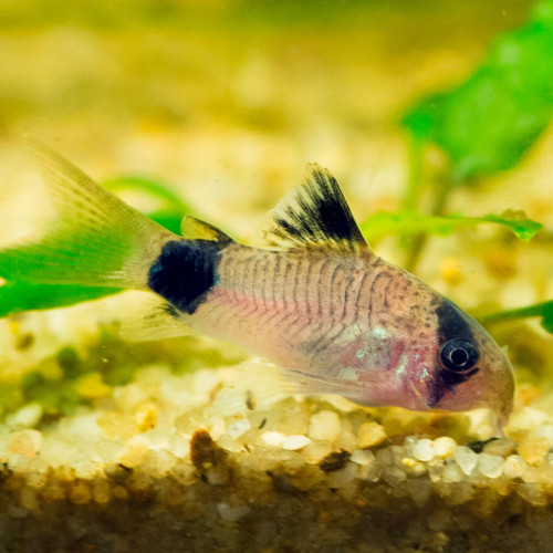 DON Néons Cardinalis + Corydoras Panda + Crevette Amano