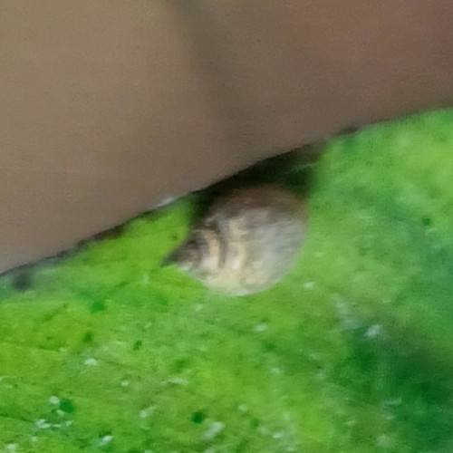 Escargot Physa acuta