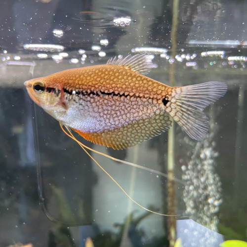 Gourami adulte 8-10cm