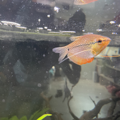 Gourami adulte 8-10cm