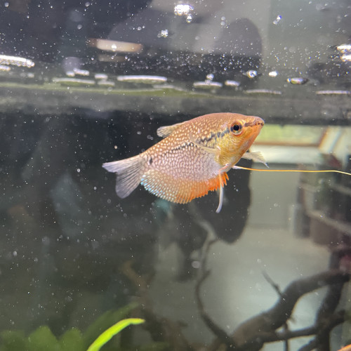 Gourami adulte 8-10cm