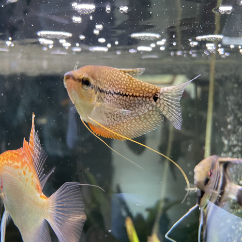 Gourami adulte 8-10cm