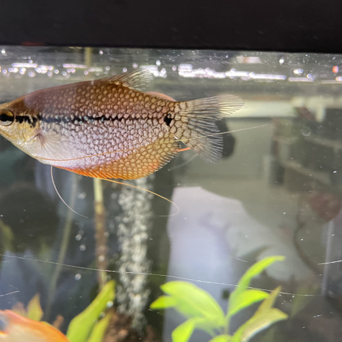 Gourami adulte 8-10cm