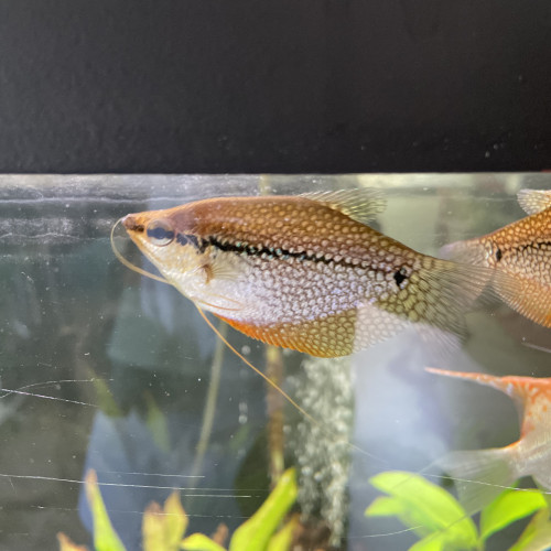 Gourami adulte 8-10cm