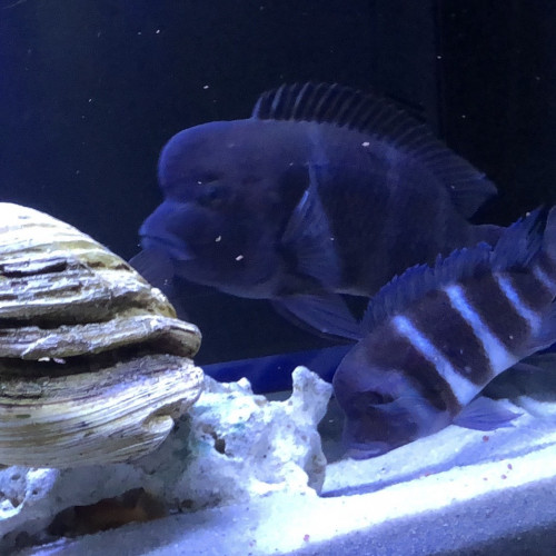 Cyphotilapia frontosa gibberosa chituta Bay Zambia F1