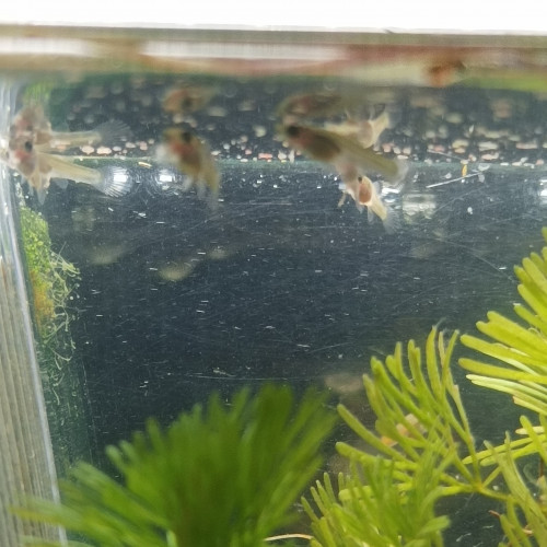 suite à surpopulation est naissance platys