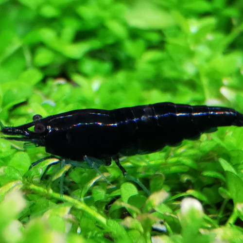 Crevette Neocaridina Blue diamond