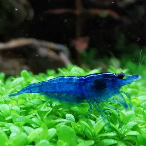 Crevette Neocaridina Blue diamond