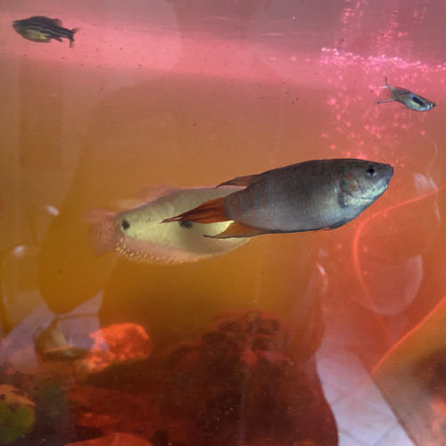 Vend poissons et aquarium 200 litres