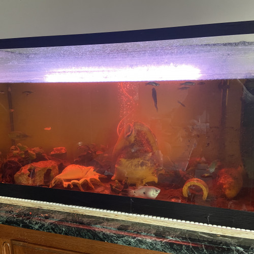 Vend poissons et aquarium 200 litres