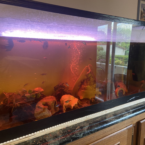 Vend poissons et aquarium 200 litres