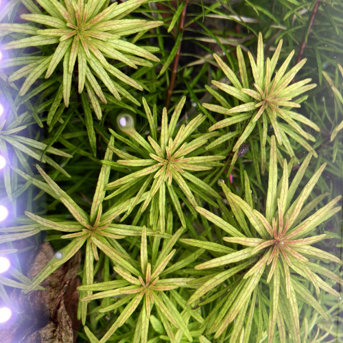 Ludwigia inclinata var « cuba »