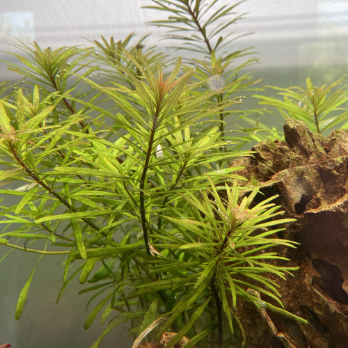 Ludwigia inclinata var « cuba »