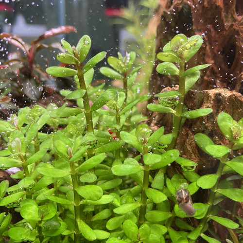 Rotala indica « bonsai »