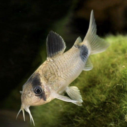 Corydoras panda