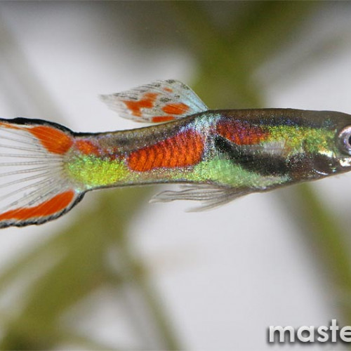 Guppy endler