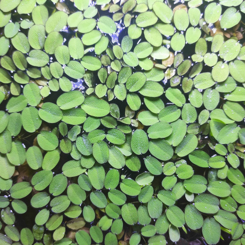 Salvinia auriculata (natans)