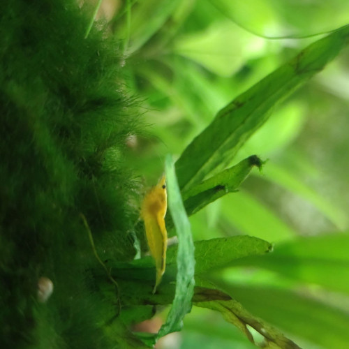 Neocaridina davidi var. yellow neon