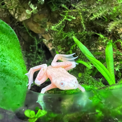 Grenouilles d’aquarium eau douce