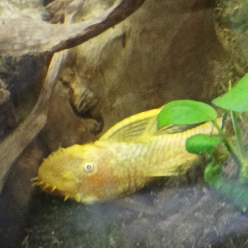 Aquarium Fluval Osaka 260 Blanc