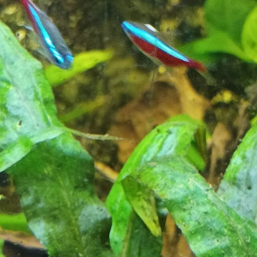 Aquarium Fluval Osaka 260 Blanc