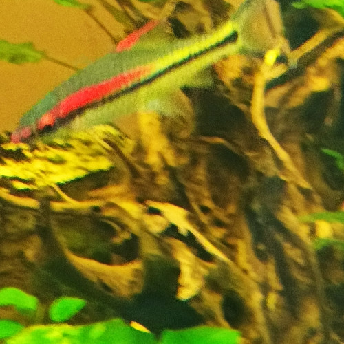 Aquarium Fluval Osaka 260 Blanc