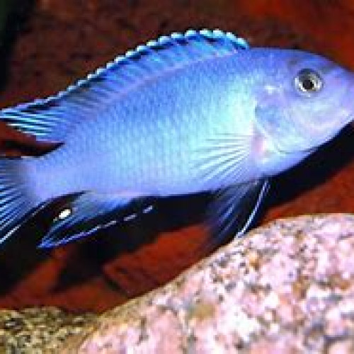 pseudotropheus socolofi