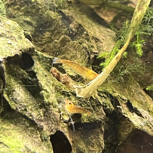 Crevettes neocaridina