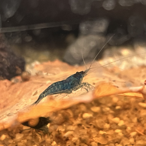 Crevettes neocaridina