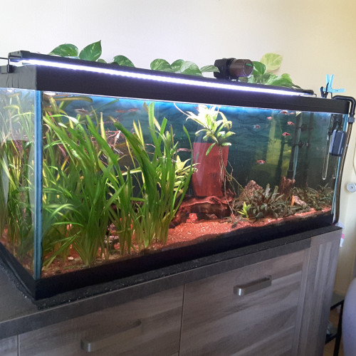 Aquarium 240 litres complet