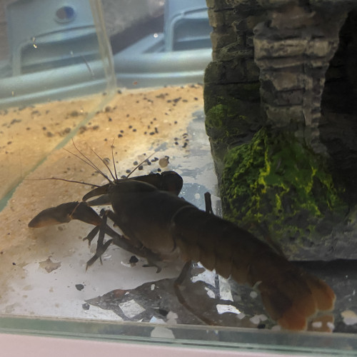 Cherax Quadricarinatus femelle