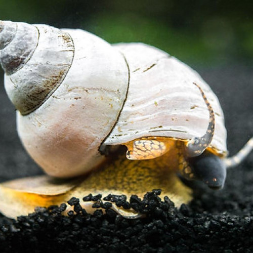 Filopaludina martensi