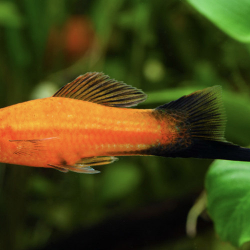 Couple xypho orange