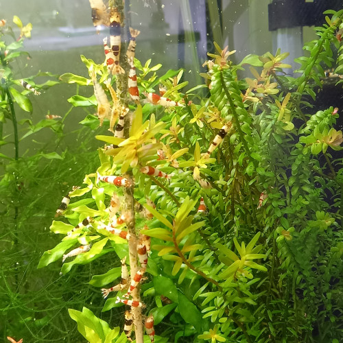 Caridina Red crystal