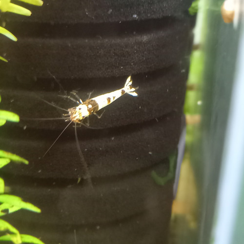 Caridina Black crystal