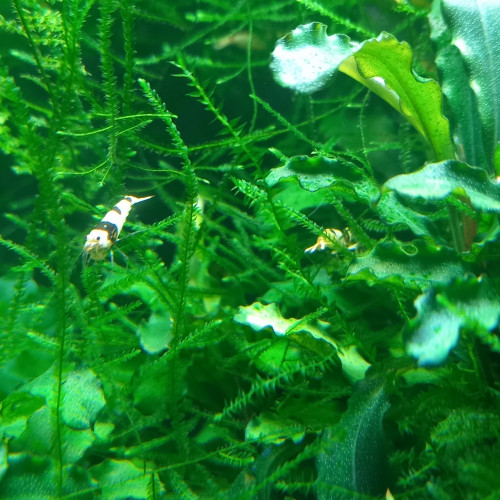 Caridina Black crystal