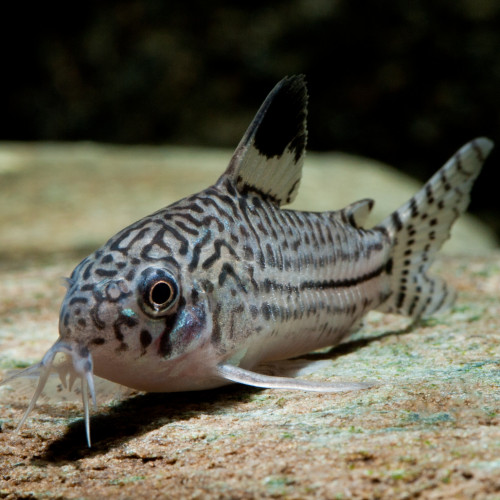 Vends 3 corydoras