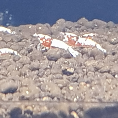 Fishbones galaxy red