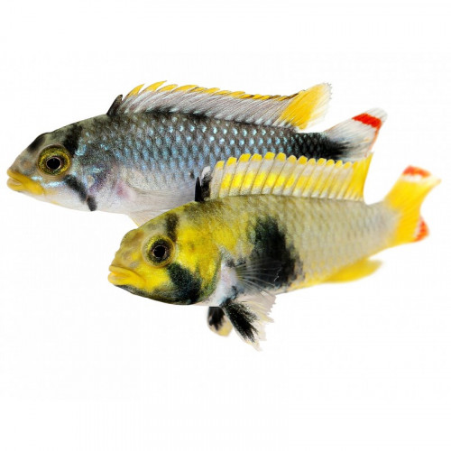 Apistogramma pandourini