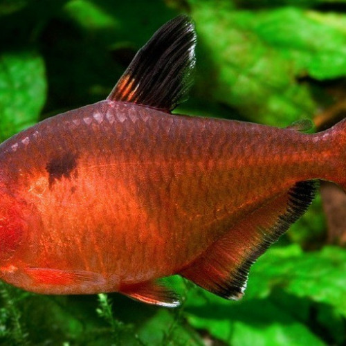 Tetra Serpae