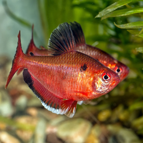 Tetra Serpae