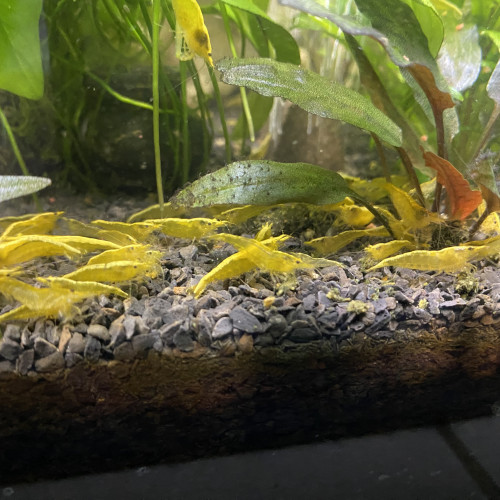 Crevettes Neocaridina Yellow