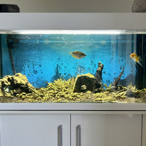 Aquarium 200l complet
