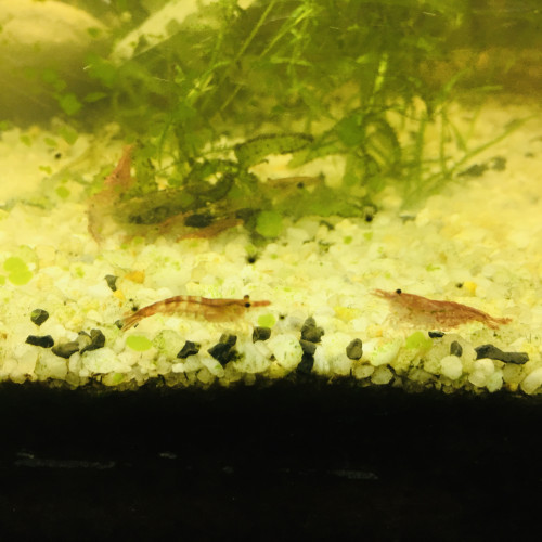 Neocaridina red cherry