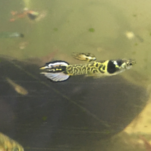 Guppy endler