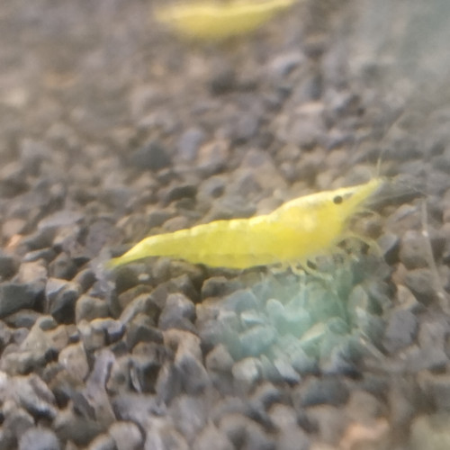 Neocaridina Yellow Neon