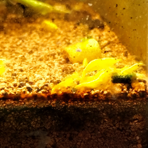 Neocaridina Yellow Neon