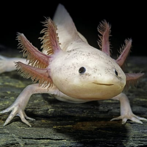 Recherche axolotls