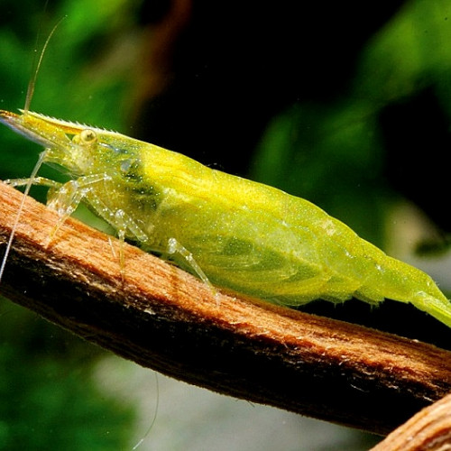 Crevettes Balbauti Green